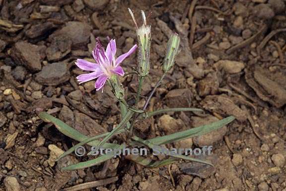 stephanomeria lactucina 1 graphic